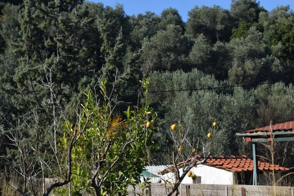 Ολόκληρος Όροφος Αγροτική Οικία Apartment Neos Pirgos Bagian luar foto